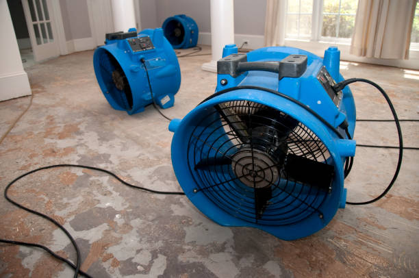 Best Mold removal after water damage  in Somerset, NJ